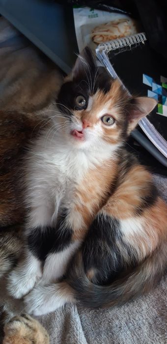котёнок ( девочка )