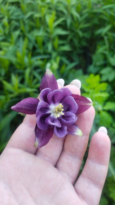 Дача восточный правый 5 дачи