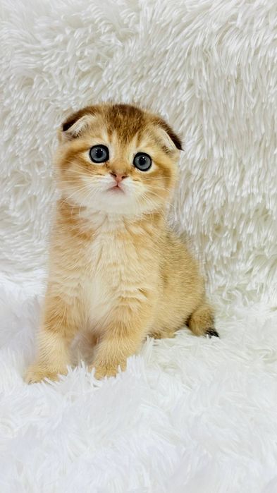 Чистокровные котята