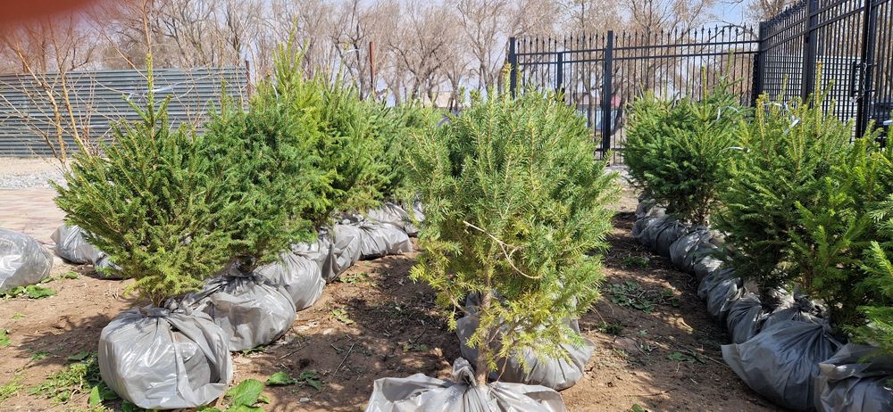 Ель сибирская,  берёзы .