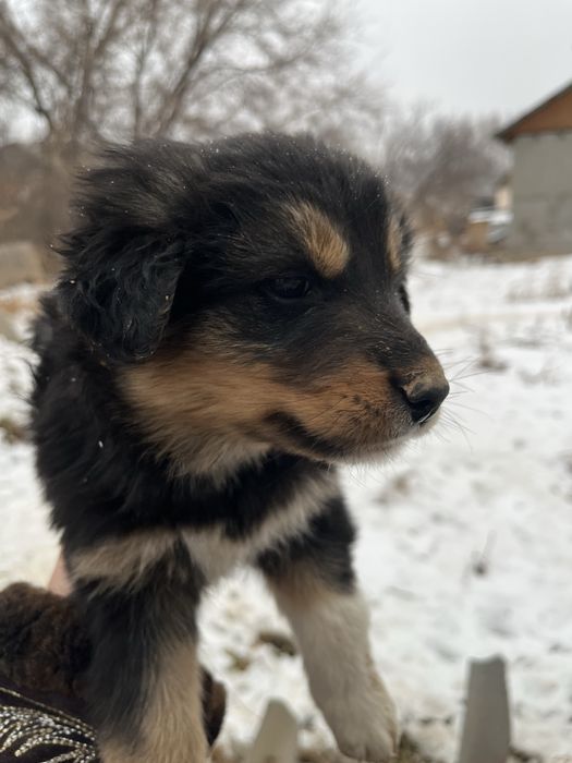 Милые щенки ищут дом