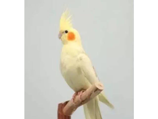 Продам кореллу молодой