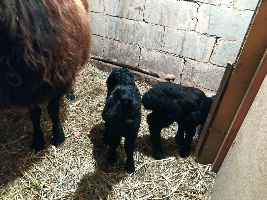 Гиссар. Қой қозысымен сатам