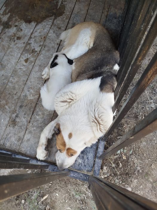 Собака  Алабай чистокровная