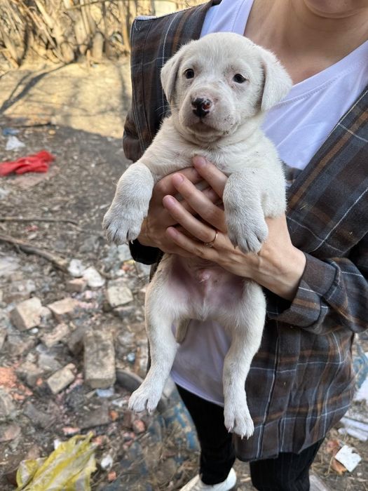 Дарю щенят!       .