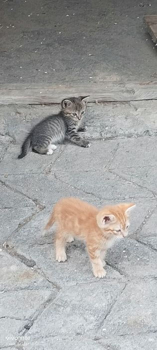 Добрый кот подарок бесплатно