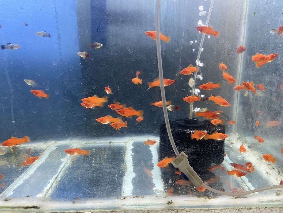 Балыктар сатылады