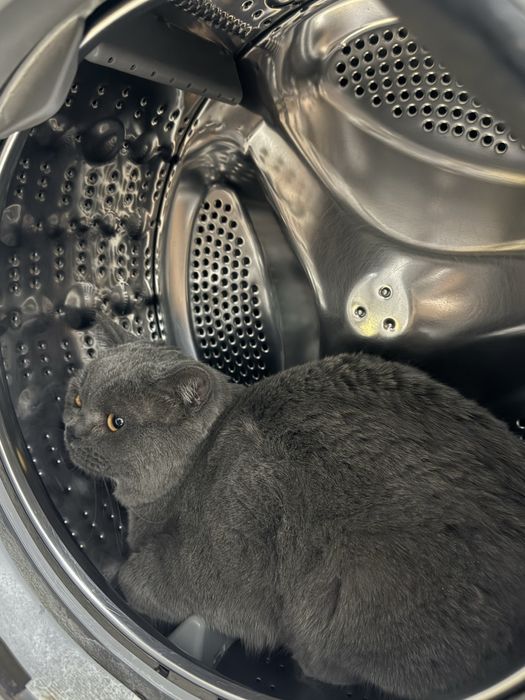 Британская кошка