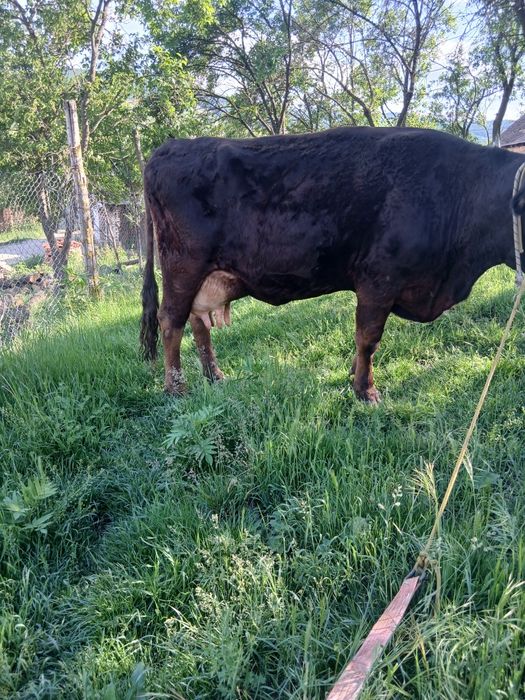 Vând vaca  de 1 luna jumate fata