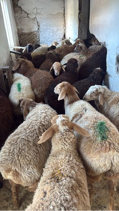 Кой  Баран  Алматы   Есть достовка