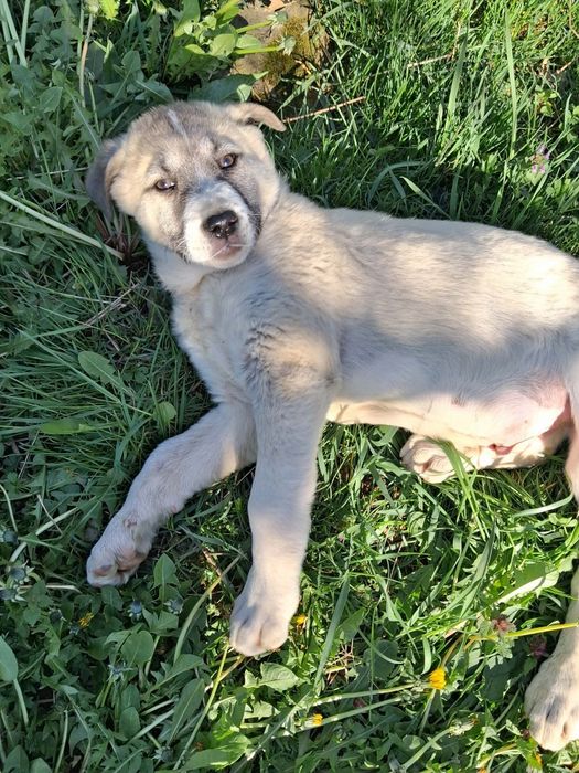 Тези две малки мъжки  кангалчета си търсят стопани. На 2 месеца са. Им