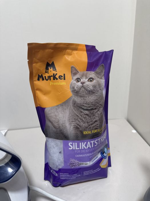 Шотландская вислоухая кошка