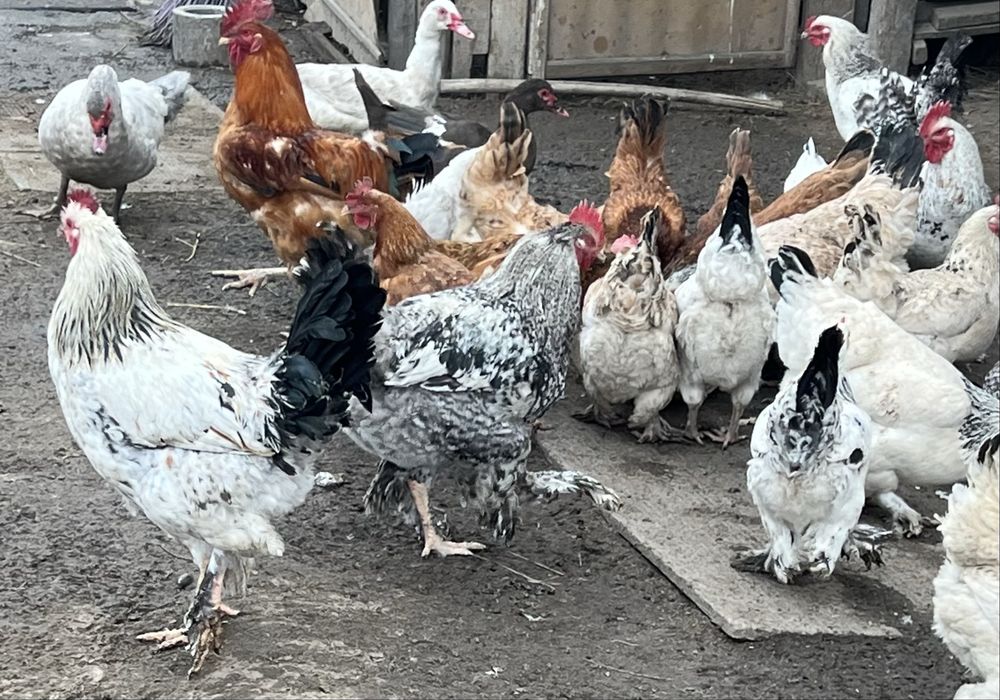 Молодые петушки 2025 года