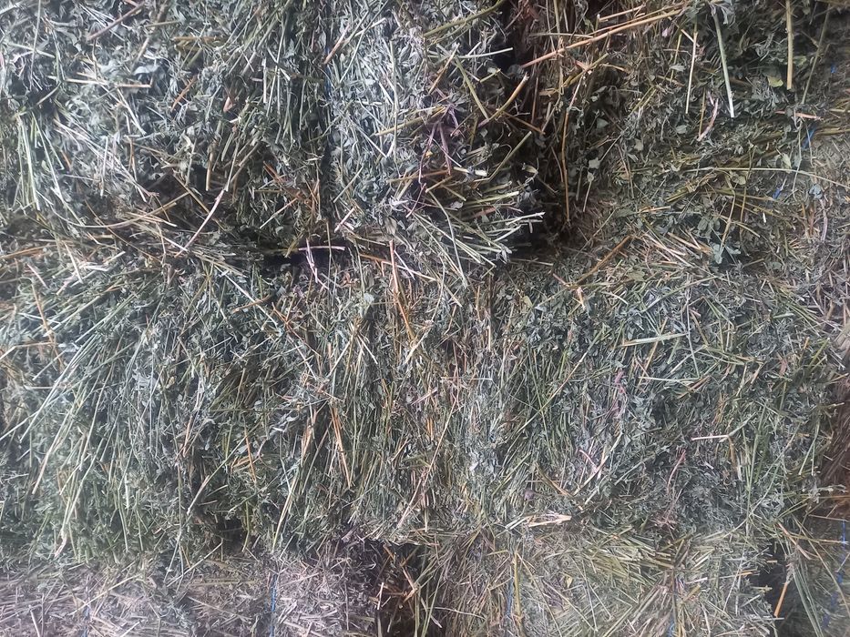 Vand baloti de lucerca