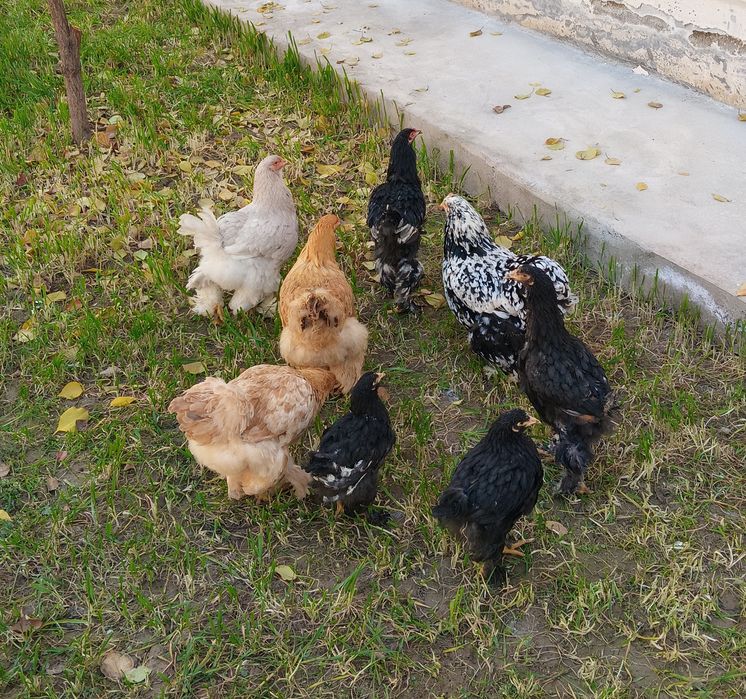 zoti toza bramalar sotiladi