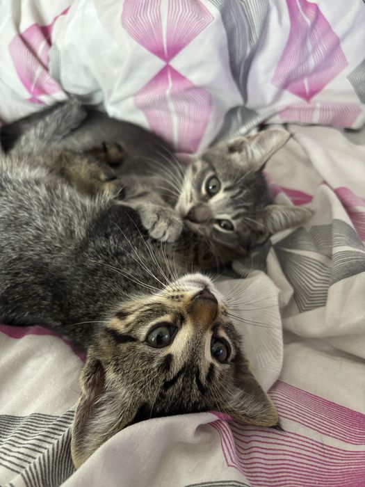 pui de pisici dau spre adoptie