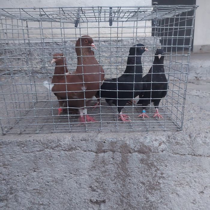 Американцы  6штук  22000тг