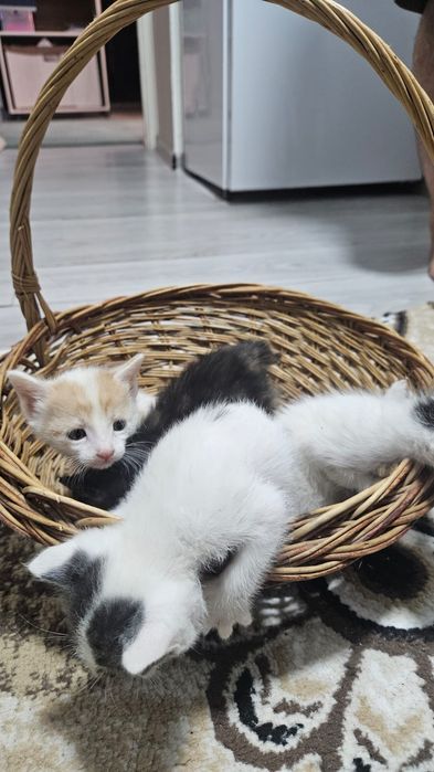 Отдам даром котят в добрые руки