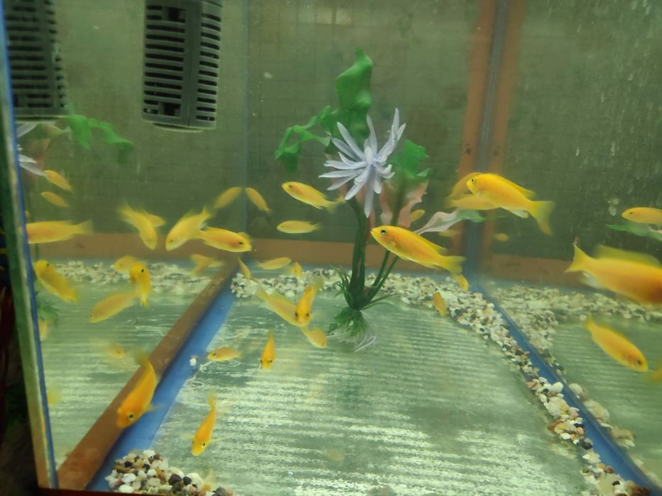 Еллоу самец .Цихлиды Африки.