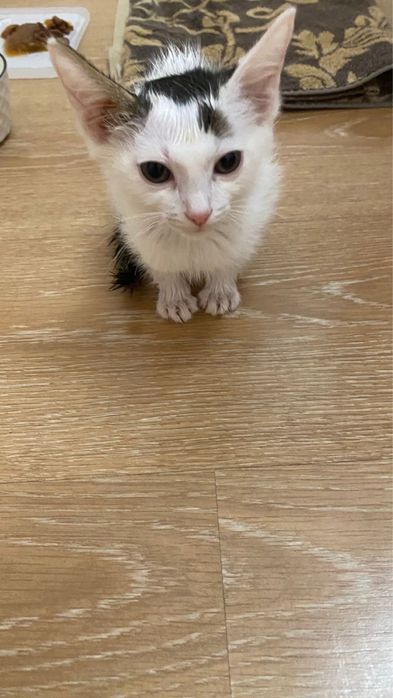 котенок маленький