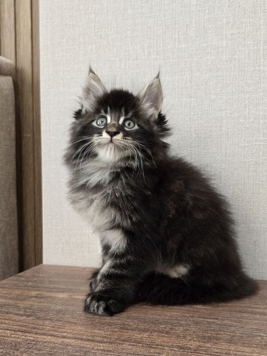 Мейн-кун мальчик