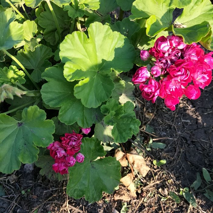 Герань розебудная