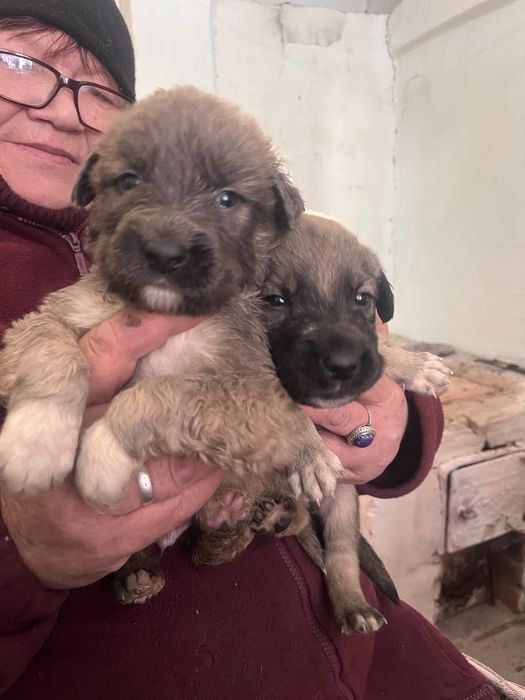 Щенки мальчики отдам