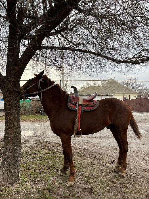 Шымкент жылқы сатылады