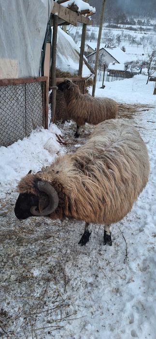 Berbec tanar de un an