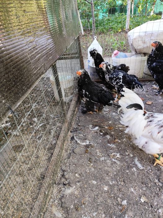 De vânzare, între 2 luni și 4 luni