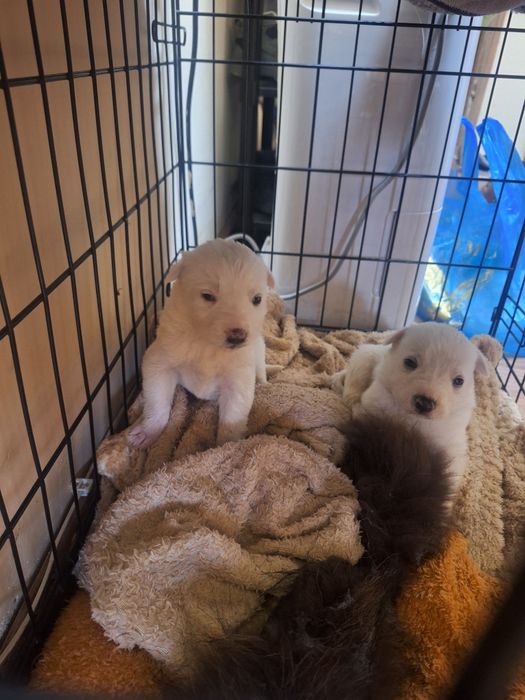 Отдам Щенят в Добрые Руки!