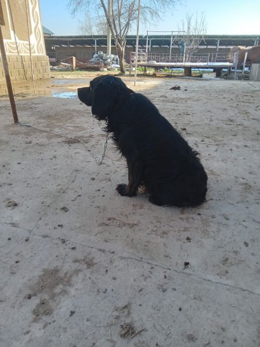 ит охотничьи собака