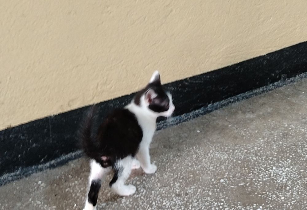 Adopție pisoias!!!
