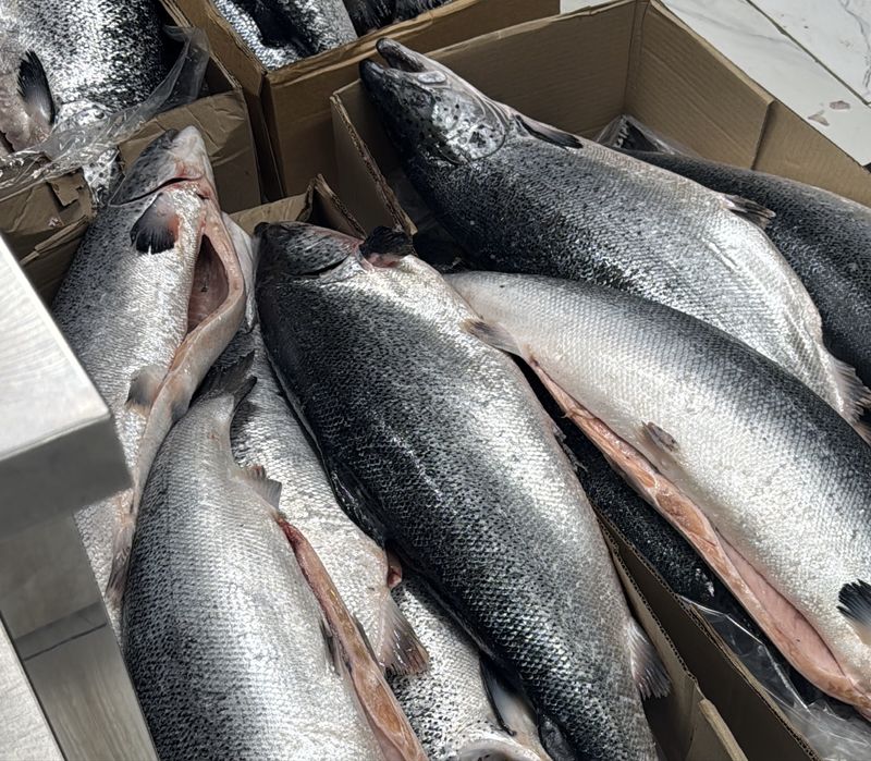 Головы Семги 200 тг, РЫБА