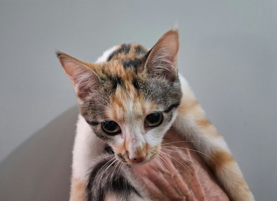 Котёнок, ищет добрый дом.