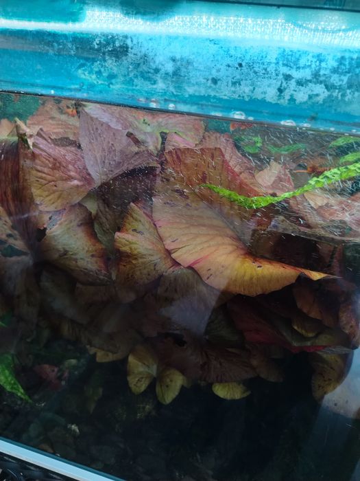 Аквариумное растения