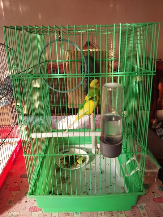 Волнистые попугаи