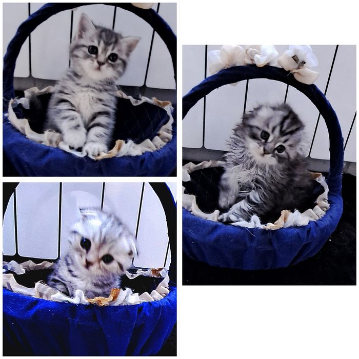 Шотландские шиншиловые котята