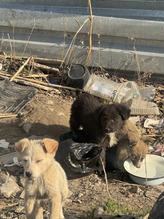 Щенки в добрые руки