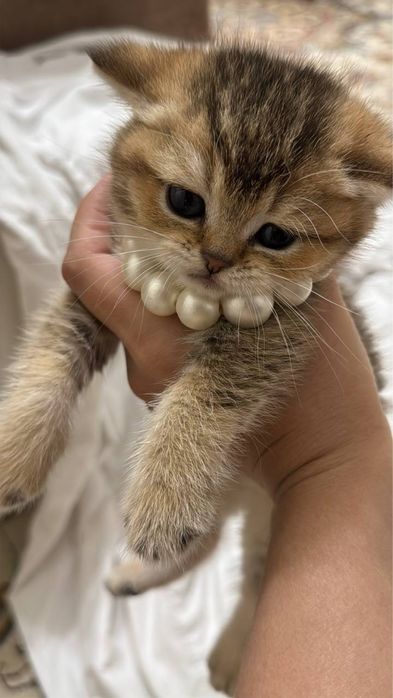 Вязка британского кота золотой шиншилы