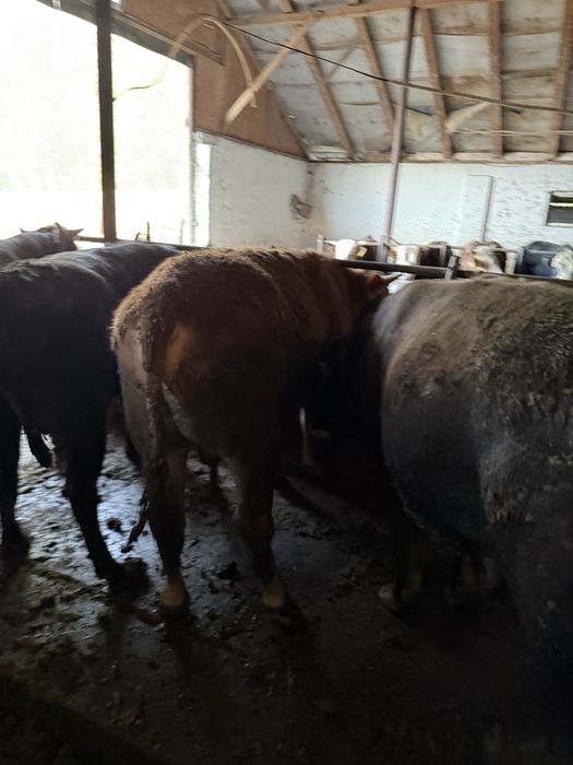 Продаются бычки Откорм