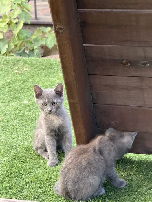 Отдам в добрые руки котят, два мальчика и девочка!