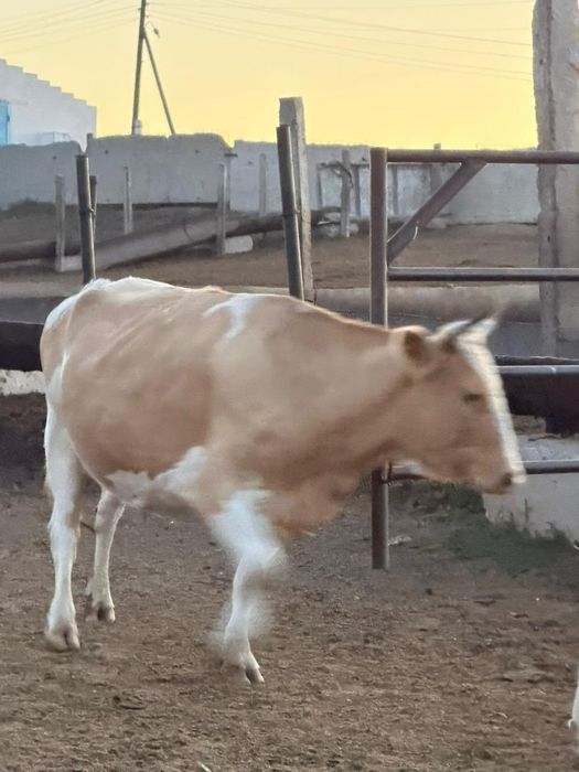 Продам корову яловую