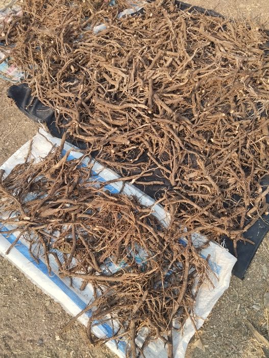 Павлония илдиз каламчалари тайёр.арзони бизда