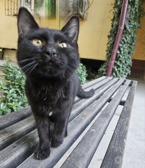 Чёрная кошка котёнок в Добрые Руки!