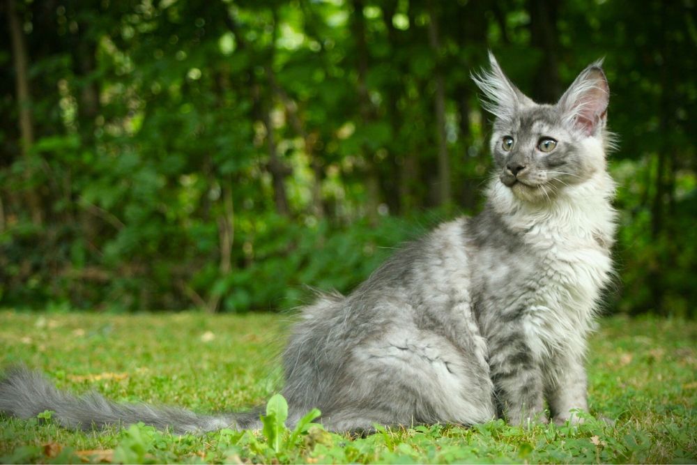 Мейн Куун (Maine Coon)