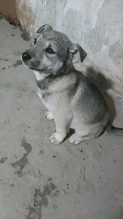 Щенки, помесь хаски