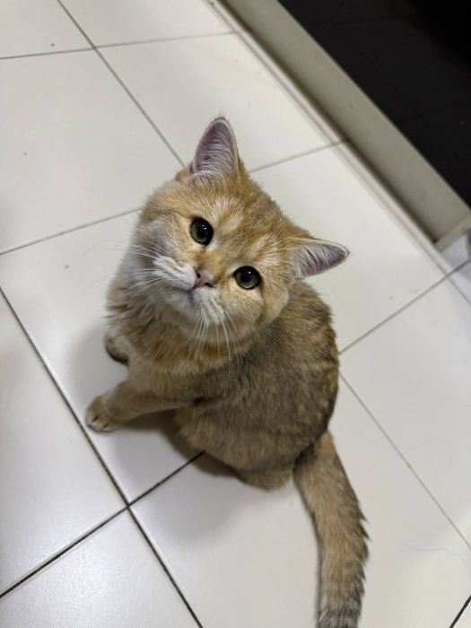 Koshki 2 shtuki Zolotaya britanskaya Shinshilla