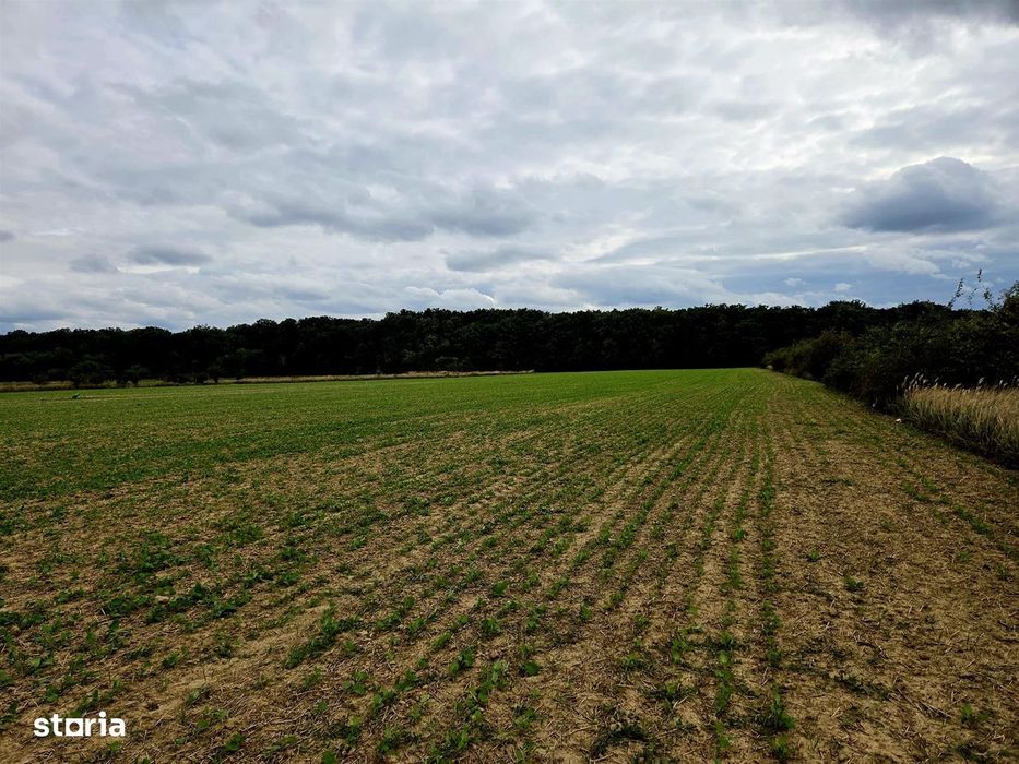 Teren extravilan, langa padure, Cartier Grigorescu,Oradea