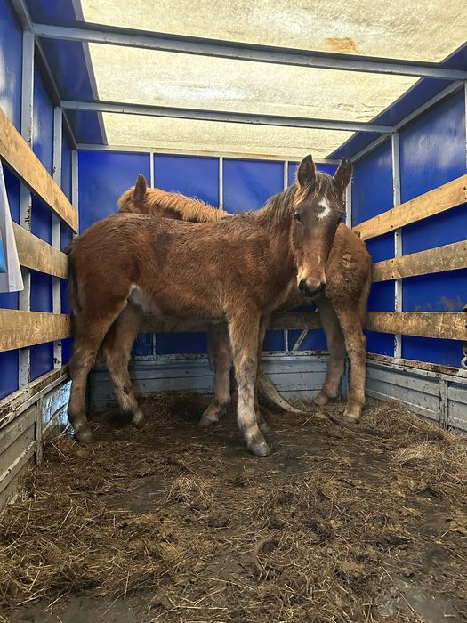Соғым сатылады Экібастузда оз басында тур